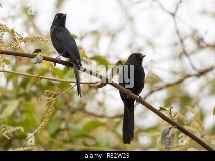 Nordschwarzwald Schopftyrann (Melaenornis edolioides) Stockfoto