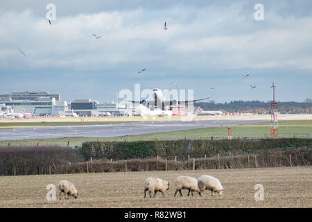 Vögel zerstreuen wie ein Flugzeug vom Flughafen London Gatwick, Schafe weiden auf Flächen, bei denen eine vorgeschlagene zweite Start- und Landebahn gebaut werden würde. Stockfoto