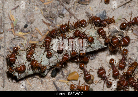 Red Harvester Ameisen, Pogonomyrmex barbatus Stockfoto