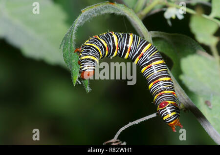 Versilbert, Vorstehend, Didugua argentilinea, Caterpillar Stockfoto