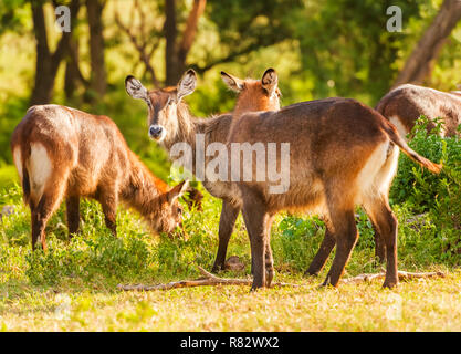 Defassa Wasserbock Antilopen, Kobus ellipsiprymnus defassa, steht im trockenen Gras des Ngorongoro Nationalpark in Tansania, Stockfoto