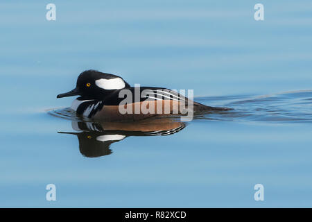 Männliche hooded merganser und Spiegel Reflexion über Wind- noch Herbst Teich Stockfoto