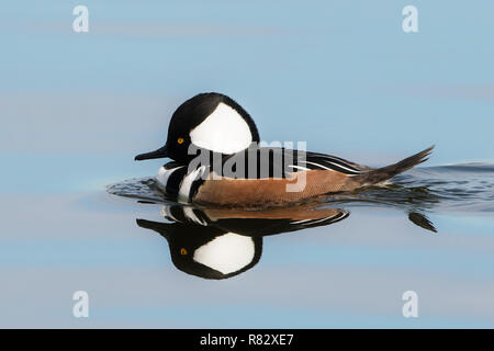 Männliche hooded merganser und Spiegel Reflexion über Wind- noch Herbst Teich Stockfoto