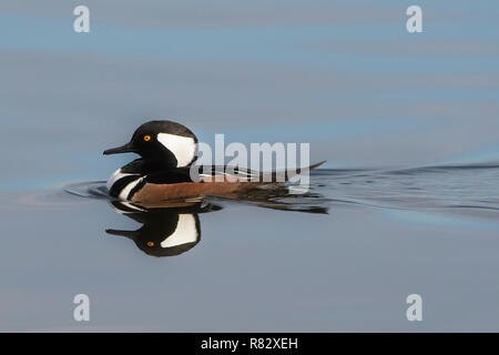 Männliche hooded merganser und Spiegel Reflexion über Wind- noch Herbst Teich Stockfoto