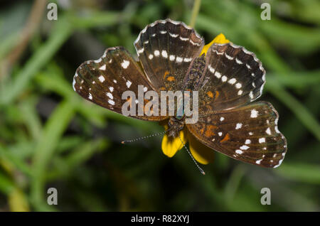 Texan Crescent, Anthanassa texana, nectaring von "Goldeneye", "Viguiera stenoloba Skeleton-Leaf Stockfoto