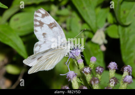 Kariert Weiß, Pontia protodice, auf Nebel Blume, Conoclinium sp. Stockfoto