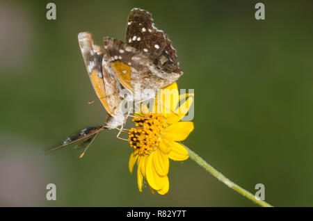 Texan Halbmonde, Anthanassa texana, umwerben und nectaring von "Goldeneye", "Viguiera stenoloba Skeleton-Leaf Stockfoto