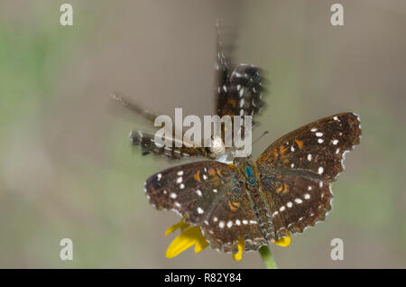 Texan Halbmonde, Anthanassa texana, umwerben und nectaring von "Goldeneye", "Viguiera stenoloba Skeleton-Leaf Stockfoto