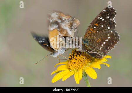 Texan Halbmonde, Anthanassa texana, umwerben und nectaring von "Goldeneye", "Viguiera stenoloba Skeleton-Leaf Stockfoto