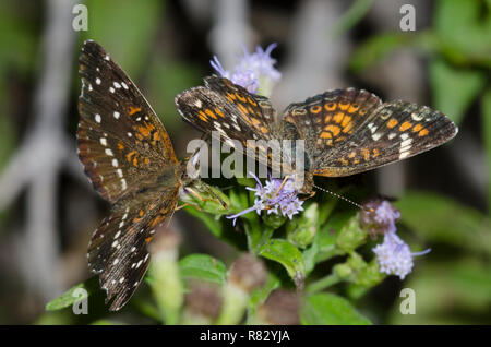 Texan Crescent, Anthanassa texana, umwerben Phaon Crescent, Phyciodes phaon, auf Nebel Blume, Conoclinium sp. Stockfoto