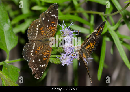 Texan Crescent, Anthanassa texana, umwerben Phaon Crescent, Phyciodes phaon, auf Nebel Blume, Conoclinium sp. Stockfoto