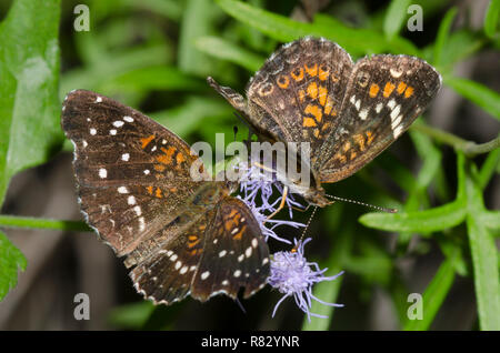 Texan Crescent, Anthanassa texana, umwerben Phaon Crescent, Phyciodes phaon, auf Nebel Blume, Conoclinium sp. Stockfoto