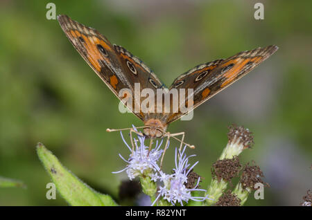 Junonia evarete tropischen Roßkastanie, auf Nebel Blume, Conoclinium sp. Stockfoto