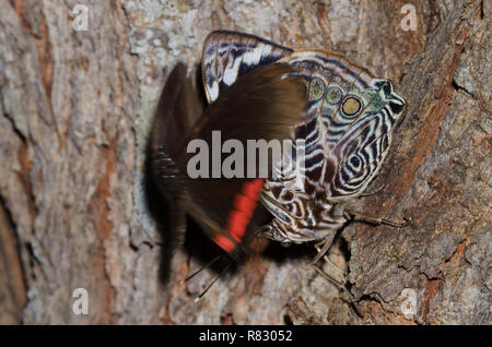 Red Rim, Biblis hyperia, über Blomfild's Beauty fliegen, Smyrna blomfildia Stockfoto