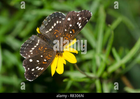 Texan Crescent, Anthanassa texana, nectaring von "Goldeneye", "Viguiera stenoloba Skeleton-Leaf Stockfoto