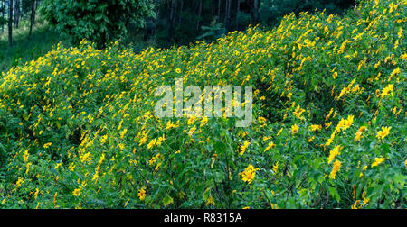 Schöne gelbe wilde Sonnenblumen blühen auf den Hang. Dies ist Ihre Blume wächst wild Gänseblümchen aber beim Umschalten auf Winter Wetter im Hochland Stockfoto