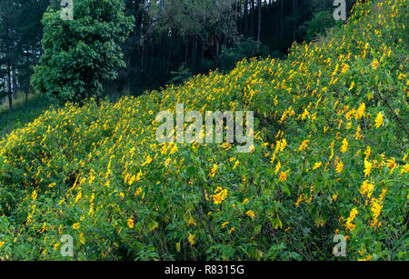 Schöne gelbe wilde Sonnenblumen blühen auf den Hang. Dies ist Ihre Blume wächst wild Gänseblümchen aber beim Umschalten auf Winter Wetter im Hochland Stockfoto