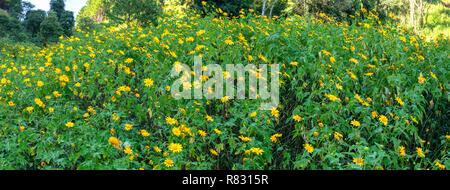 Schöne gelbe wilde Sonnenblumen blühen auf den Hang. Dies ist Ihre Blume wächst wild Gänseblümchen aber beim Umschalten auf Winter Wetter im Hochland Stockfoto