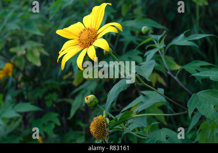 Schöne gelbe wilde Sonnenblumen blühen auf den Hang. Dies ist Ihre Blume wächst wild Gänseblümchen aber beim Umschalten auf Winter Wetter im Hochland Stockfoto