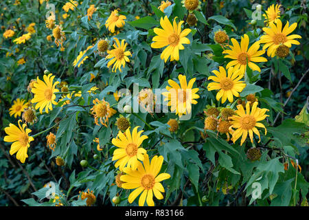 Schöne gelbe wilde Sonnenblumen blühen auf den Hang. Dies ist Ihre Blume wächst wild Gänseblümchen aber beim Umschalten auf Winter Wetter im Hochland Stockfoto