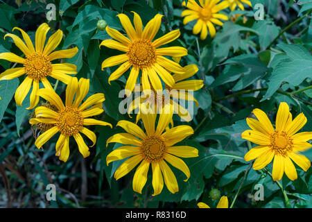 Schöne gelbe wilde Sonnenblumen blühen auf den Hang. Dies ist Ihre Blume wächst wild Gänseblümchen aber beim Umschalten auf Winter Wetter im Hochland Stockfoto