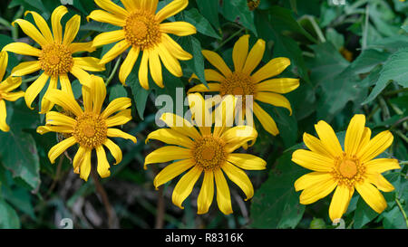 Schöne gelbe wilde Sonnenblumen blühen auf den Hang. Dies ist Ihre Blume wächst wild Gänseblümchen aber beim Umschalten auf Winter Wetter im Hochland Stockfoto