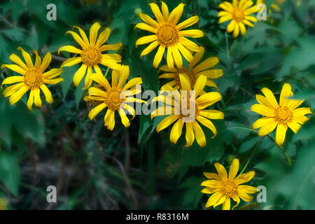 Schöne gelbe wilde Sonnenblumen blühen auf den Hang. Dies ist Ihre Blume wächst wild Gänseblümchen aber beim Umschalten auf Winter Wetter im Hochland Stockfoto