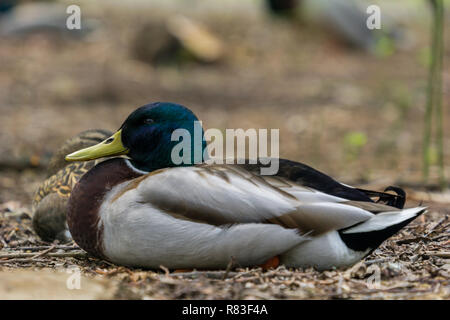 Nahaufnahme einer Stockente (Anas platyrhynchos) am See. Stockfoto