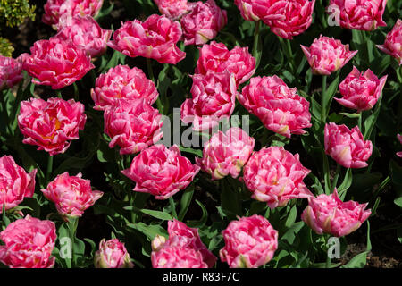 Die rosa "Tulipa Doppel früh" im Keukenhof, der größte Glühbirne Blume Garten der Welt, in der Nähe von Lisse, Niederlande, Die Niederlande Stockfoto