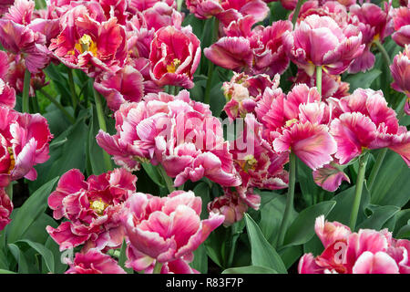 Rosa Tulpen im Keukenhof, der größte Glühbirne Blume Garten der Welt, in der Nähe von Lisse, Niederlande, Die Niederlande Stockfoto