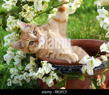 Junge ginger Cat, 3 Monate alt, in einem Blumentopf liegend mit weißen Bougainvillea Stockfoto