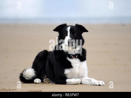 Border Collie liegend auf einen Strand auf Pilling Sands Stockfoto