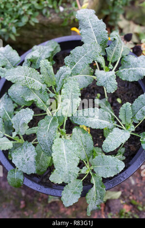 Kale wächst in einem Topf im Winter. Stockfoto