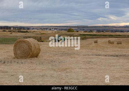 Traktor ist das Sammeln der Strohballen vom Feld und ist auf den Anhänger mit Nahaufnahme auf einem Heuballen und Hintergrund Blick von Wohn- Stockfoto