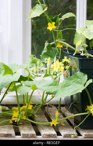 Cucumis sativus. Gurken pflanze Blüte in einem Gewächshaus. Stockfoto