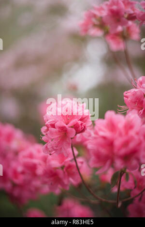 Rosa Rhododendron in voller Blüte im Brooklyn Botanical Garden am Muttertag Stockfoto