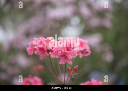 Rosa Rhododendron in voller Blüte im Brooklyn Botanical Garden am Muttertag Stockfoto