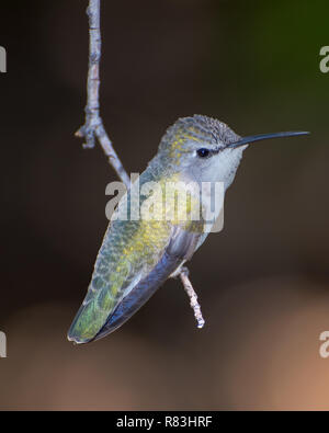 Irisierende weiblichen Hummingbird thront auf einem hängenden Zweig Stockfoto