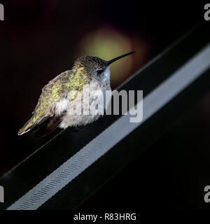 Weibliche Hummingbird thront auf einziehbare Barriere Tape Stockfoto