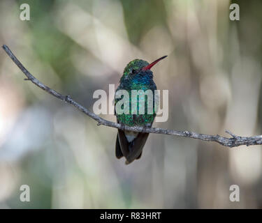 Breite-billed Männlichen Humminbird auf einem Zweig durch einen Vorhang aus Licht gerahmte gehockt Stockfoto