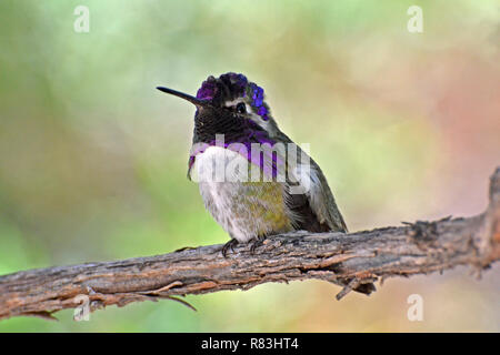 Männliche Costa Hummingbird's thront auf einem Zweig Stockfoto