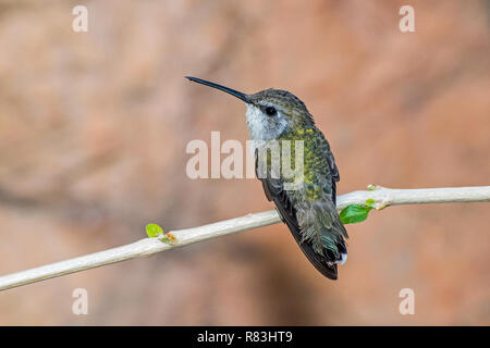 Weibliche Hummingbird thront auf einem Zweig mit zwei neue Blätter entstehen Stockfoto