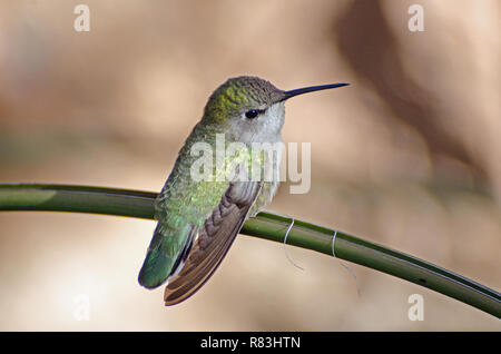 Irisierende weiblichen Hummingbird thront auf einem Zweig Stockfoto