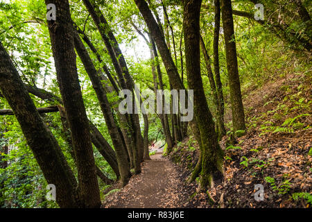 Am Abend Blick auf Wanderweg in Villa Montalvo County Park, Saratoga, San Francisco Bay Area, Kalifornien Stockfoto