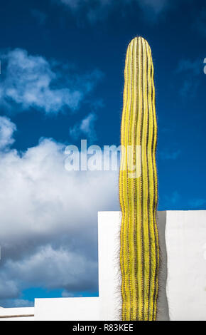 Riesigen Kakteen über blauen Himmel, Lanzarote, Kanarische Inseln, Spanien Stockfoto