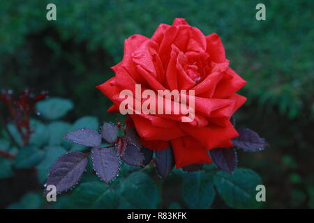 Rose, Blume, Red Rose Stockfoto