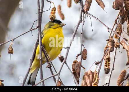 Male Lesser Stieglitz (Spinus psaltria) auf eine Niederlassung in eine Birke thront, South San Francisco Bay Area, Kalifornien Stockfoto
