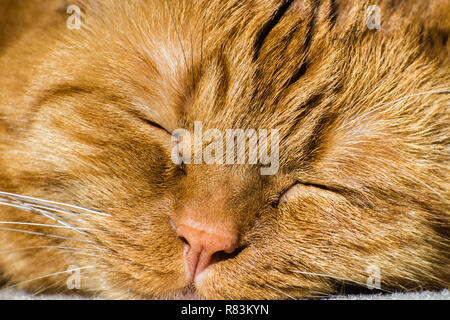 Nahaufnahme des Gesichts eines Schlafenden grosse Orange cat Stockfoto