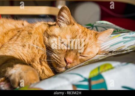 Große orange Katze schlafend auf einem Stuhl Stockfoto