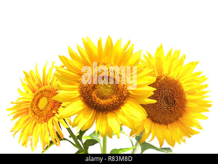 Drei Sonnenblumen. Auf weissem Hintergrund Stockfoto